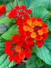 Lantana II Art Print