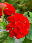 Lantana III Art Print