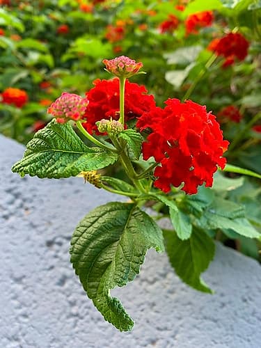 Lantana IV Art Print