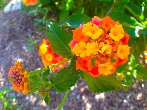 Lantana V Art Print
