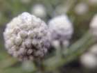 Silver Cluster I Art Print