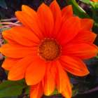Orange Wildflower I Art Print