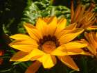 Yellow Wildflower IV Art Print