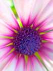 Purple Ball I Art Print