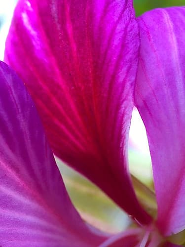 Pink Leaves II Art Print