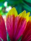 Yellow Tips I Art Print
