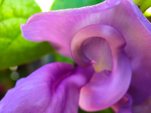Snail Bloom II Art Print