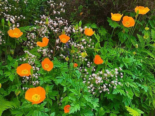 Orange Poppy Nest I Art Print by Grayscale
