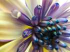 Bloom I Art Print