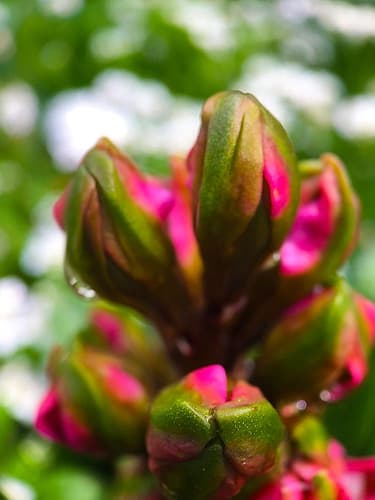 Flower Knot I Art Print