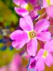 Pink Bloom II Art Print