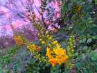 Yellow Blooms IV Art Print