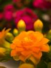 Yellow Blooms V Art Print