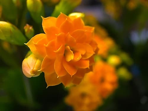 Yellow Blooms VI Art Print by Grayscale