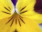Yellow Flower I Art Print