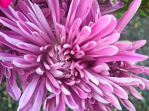 Pink Flowers I Art Print