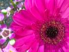 Flower Center II Art Print