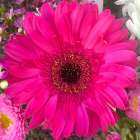 Flower Center III Art Print