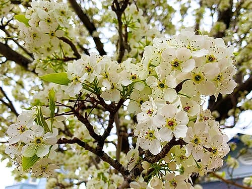 Pear Blossoms I Art Print