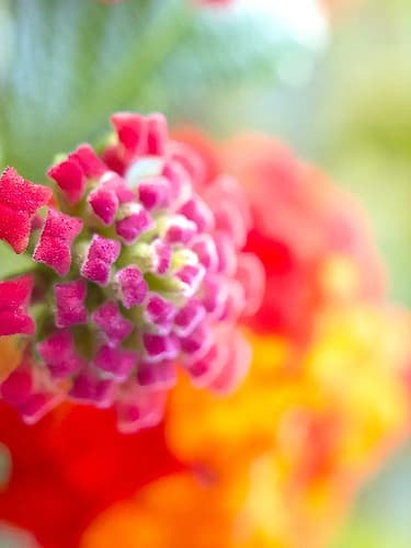 Lantana VIII Art Print