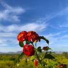Lantana X Art Print