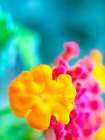 Lantana XI Art Print
