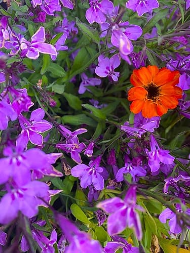 Flower Spot I Art Print