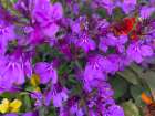 Flower Spot II Art Print