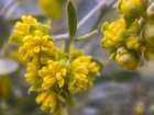 Yellow Buds I Art Print