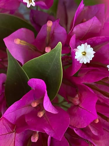 Bougainvillea II Art Print