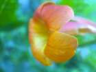 Cactus Flower VI Art Print