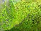 Green Moss I Art Print