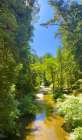 Salmon Stream I Art Print