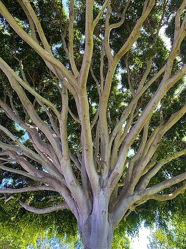 Tree Canopy XIV Art Print