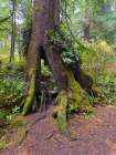 Forest Tree I Art Print
