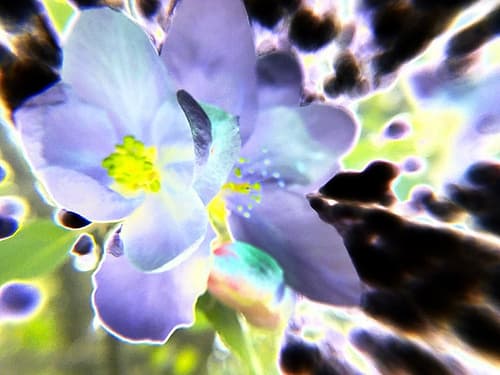Apple Blossom III, Color Blast Art Print