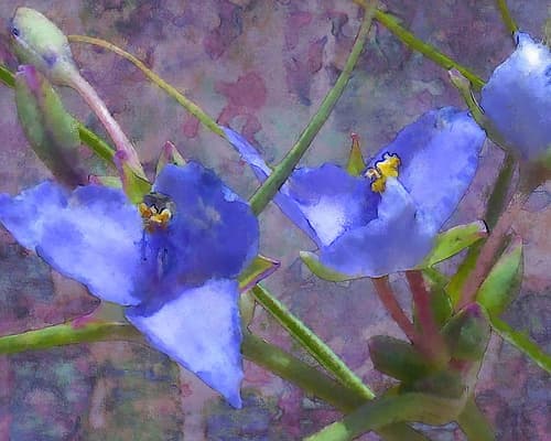 Tradescantia Art Print