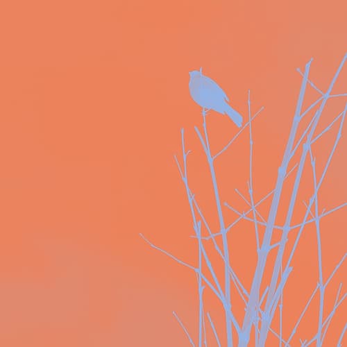Bird Silhouette II Art Print