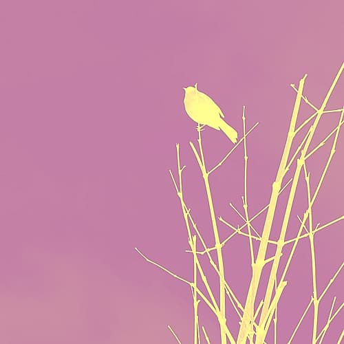 Bird Silhouette III Art Print
