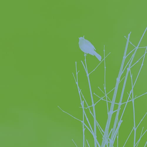 Bird Silhouette VI Art Print