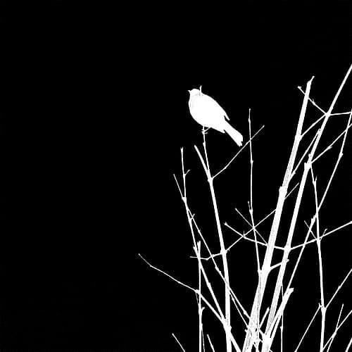 Bird Silhouette VII Art Print