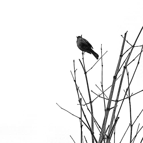 Bird Silhouette VIII Art Print