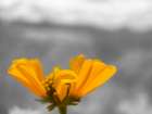 Brittle Bush B-W Art Print