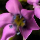 Magenta Flower Art Print