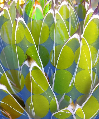 Moods Agave III Art Print
