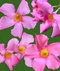 Pink Flowers on Green Art Print