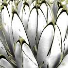 Color Moods: Cactus 7b Gold Type Art Print