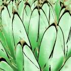 Color Moods: Cactus 7d Gold Type Art Print
