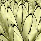 Color Moods: Cactus 7e Gold Type Art Print