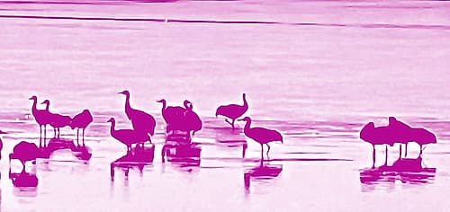 Sand Hill Cranes in Willcox 1b Minimalist Print